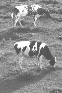 
Turning cows out to pasture isn't always the answer to winter health setbacks—sometimes it's the cause of new problems.
